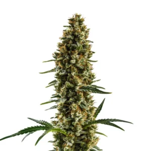 Sugar Haze Regular cannabis plant with long, trichome-covered buds.