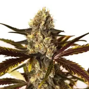 Wedding Cake x Do-Si-Dos cannabis plant with frosty, dense buds and vibrant colors.