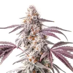 Dense buds of Wedding Crasher with frosty coating and orange pistils