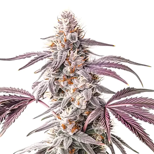 Dense buds of Wedding Crasher with frosty coating and orange pistils