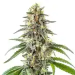 White Fire OG cannabis plant with frosty buds and citrus aroma.