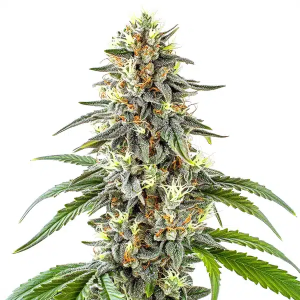 White Fire OG cannabis plant with frosty buds and citrus aroma.