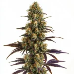 Resin-coated cannabis bud with light green hues, showcasing the Wifi OG strain.