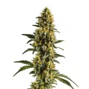 Yumbolt Banana Auto strain with dense frosty buds and a banana-like aroma