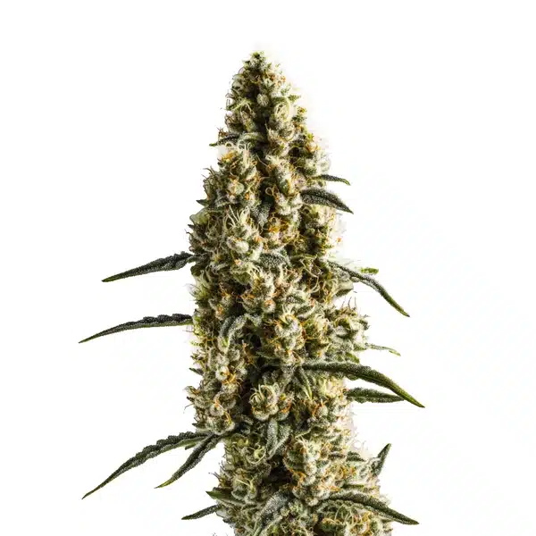 Yumbolt Banana cannabis bud with dark hues and yellow-orange pistils.
