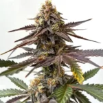 Sweet and vibrant Zkittlez x Grapefruit Bubblegum strain with candy-like aroma.