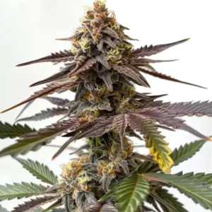 Sweet and vibrant Zkittlez x Grapefruit Bubblegum strain with candy-like aroma.