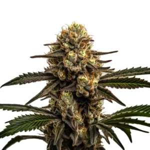Apple Fritter cannabis strain with frosty buds and vibrant green leaves