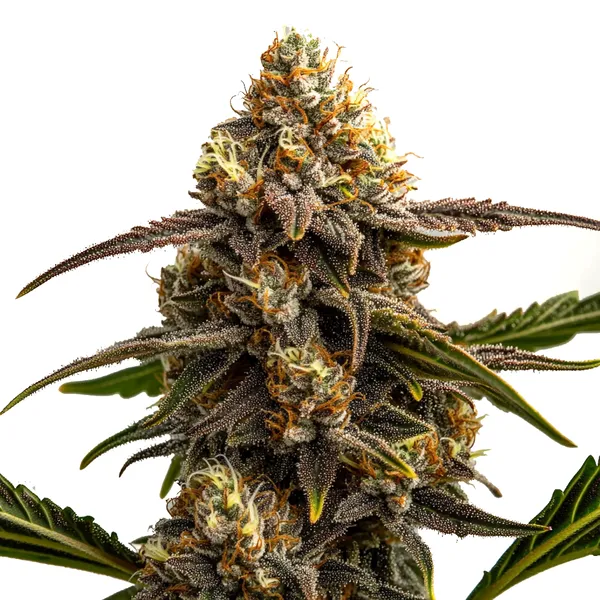 Apple Fritter Auto cannabis bud with frosty trichomes, orange pistils, and dark green leaves