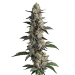 Apples and Bananas cannabis plant with dense, resin-covered buds and green leaves, offering a fruity aroma and relaxing effects.