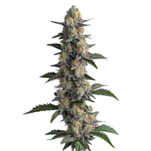 Apples and Bananas cannabis plant with dense, resin-covered buds and green leaves, offering a fruity aroma and relaxing effects.