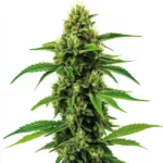 Banana Zkittlez cannabis plant with dense, frosty buds and green leaves.