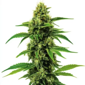 Banana Zkittlez cannabis plant with dense, frosty buds and green leaves.