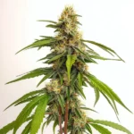 Banizzle cannabis plant with long, thick buds and wide green leaves.