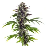 Bubba Platinum cannabis plant featuring dense buds with purple hues and rich green leaves, highlighting its premium genetics.