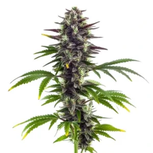 Bubba Platinum cannabis plant featuring dense buds with purple hues and rich green leaves, highlighting its premium genetics.