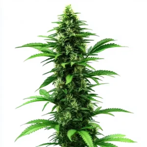 A cannabis plant of the C Banana strain with long, dense buds and green leaves.
