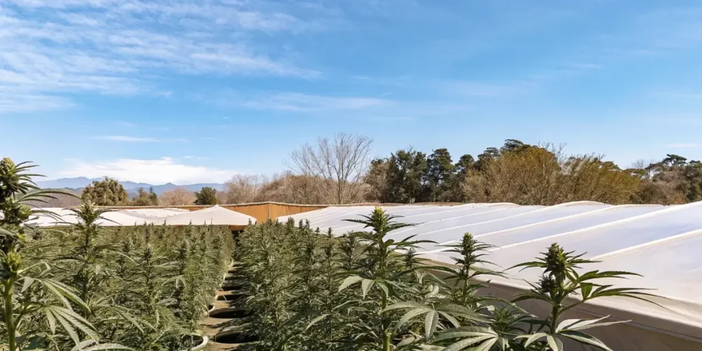 outdoor cannabis plants in large black pots under bright blue sky