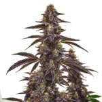 Cherry Pie Autoflower cannabis plant with dark purple buds, slender leaves, and bright orange pistils