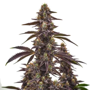 Cherry Pie Autoflower cannabis plant with dark purple buds, slender leaves, and bright orange pistils