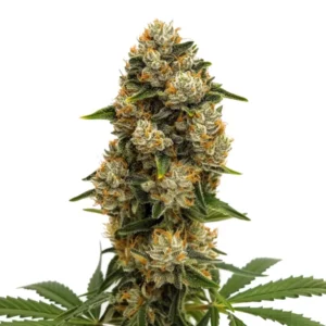 Durban Poison Autoflower cannabis plant with dense frosty buds, bright orange pistils, and dark green leaves