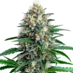 The of Fire Alien Strawberry x Mac Rillaz F1 cannabis plant with frosty, resin-covered buds.