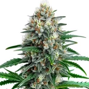 The of Fire Alien Strawberry x Mac Rillaz F1 cannabis plant with frosty, resin-covered buds.
