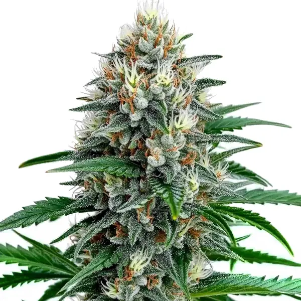 The of Fire Alien Strawberry x Mac Rillaz F1 cannabis plant with frosty, resin-covered buds.