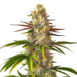 Florida Sunrise cannabis strain with buds and colorful leaves. The plant has a mix of green and yellow hues with dense, resin-coated flowers.