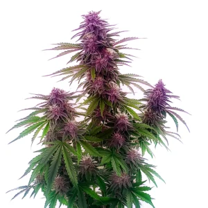 Florida Sunrise Auto cannabis plant with purple-tinted buds and green leaves.