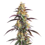 Gator Breath cannabis plant with dense green buds, purple leaves, and vivid orange pistils