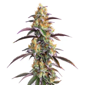 Gator Breath cannabis plant with dense green buds, purple leaves, and vivid orange pistils