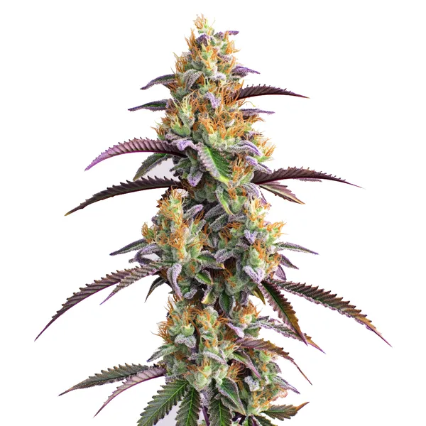 Gator Breath cannabis plant with dense green buds, purple leaves, and vivid orange pistils