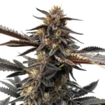 Ghost OG cannabis strain with dark purple and green buds, covered in frosty trichomes, known for its relaxing effects.