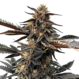 Ghost OG cannabis strain with dark purple and green buds, covered in frosty trichomes, known for its relaxing effects.