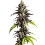 Ghost Train Haze cannabis plant with purple hues, dense buds, and green leaves.