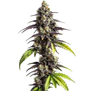 Ghost Train Haze cannabis plant with purple hues, dense buds, and green leaves.