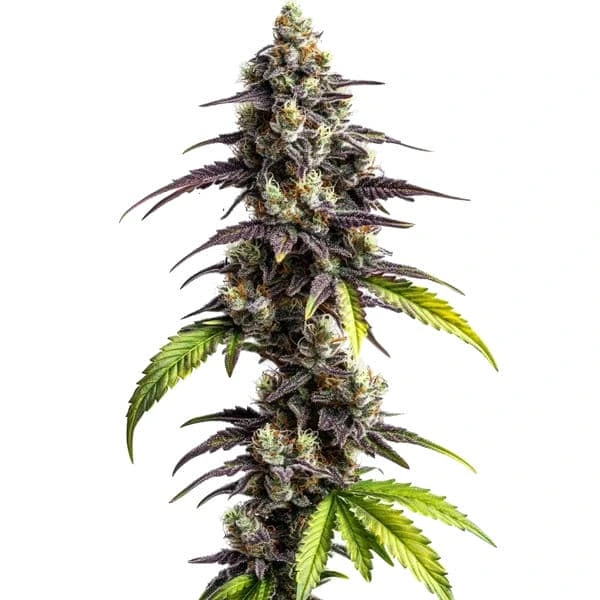 Ghost Train Haze cannabis plant with purple hues, dense buds, and green leaves.