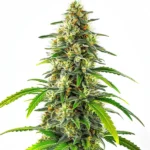 A close-up of a Gorilla Glue Regular cannabis plant with resin-coated buds and vibrant green leaves.