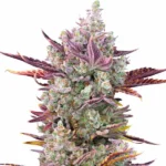 Gorilla Glue x Girl Scout Cookies cannabis plant with dense buds, coated in resin and purple and green leaves, highlighted by orange pistils.