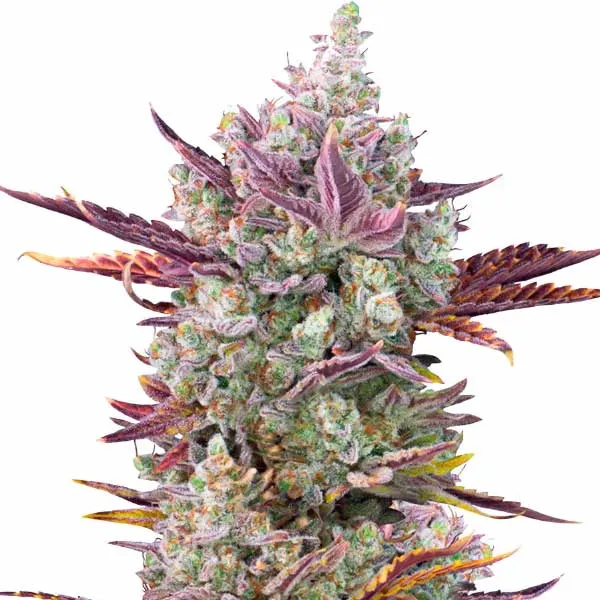 Gorilla Glue x Girl Scout Cookies cannabis plant with dense buds, coated in resin and purple and green leaves, highlighted by orange pistils.