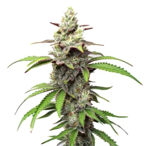 Gush Mints Strain cannabis plant with frosty green buds, purple-tinted leaves, and bright green fan leaves