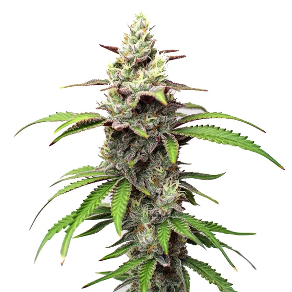 Gush Mints Strain cannabis plant with frosty green buds, purple-tinted leaves, and bright green fan leaves