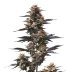 Jokerz cannabis strain with purple and green buds