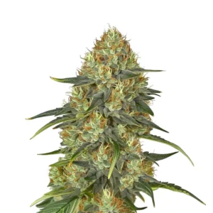 Jungle Lava cannabis plant with dense buds and bright green leaves.