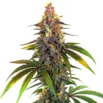 Kush Mints strain cannabis plant, showing bright green leaves and dense buds.