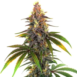 Kush Mints strain cannabis plant, showing bright green leaves and dense buds.