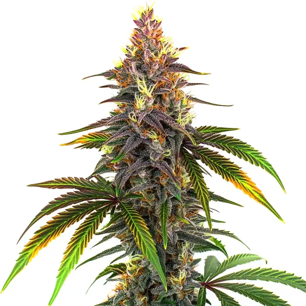 Kush Mints strain cannabis plant, showing bright green leaves and dense buds.