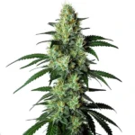 The Louis XIII cannabis plant with frosty buds and lush green leaves.