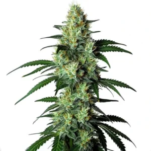 The Louis XIII cannabis plant with frosty buds and lush green leaves.